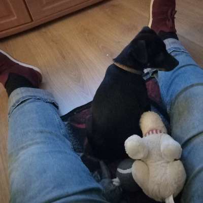 Hundetreffen-Kumpel bzw. Kumpeline finden in Weimar Nord