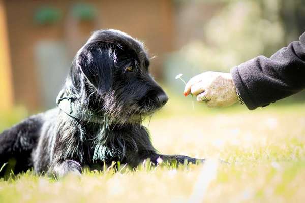 Die Dogorama Monats Challenge "Es grünt und blüht"-Beitrag-Bild