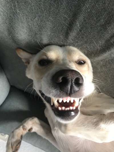 Zeige das lustigste Bild eures Hundis-Beitrag-Bild