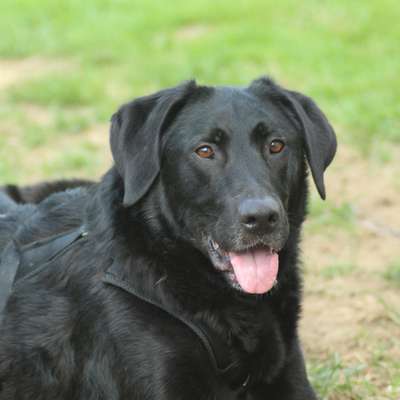 Hundetreffen-Gassirunden inkl. Training-Bild