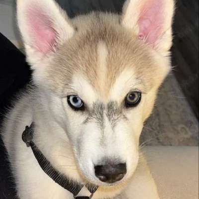 Hundetreffen-WELPEN SPAZIERGANG-Bild