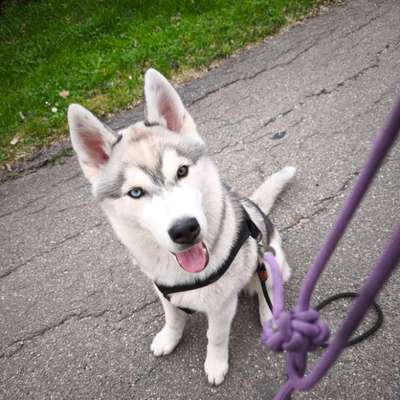 Hundetreffen-JUNGHUND SPAZIERGANG-Bild