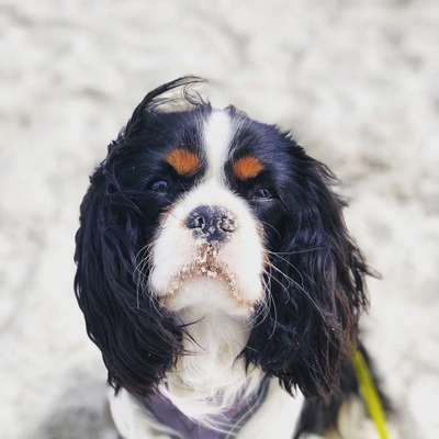 Foto's und Hundemodels-Beitrag-Bild