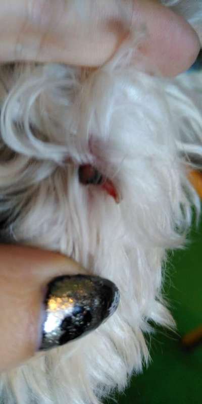 Krallenverletzung-Beitrag-Bild