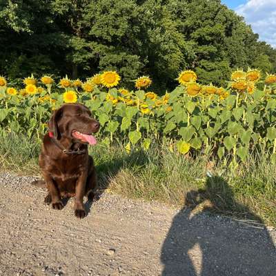 Hundetreffen-Gassirunde-Bild