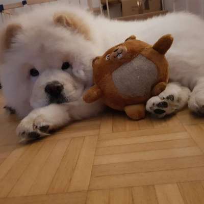 Chow Chows?-Beitrag-Bild