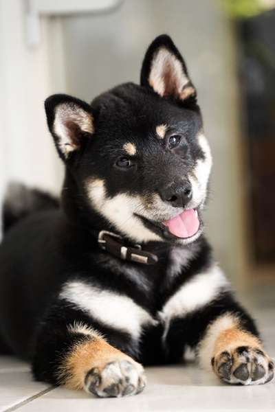 FCI-Papiere Name falsch geschrieben-Beitrag-Bild