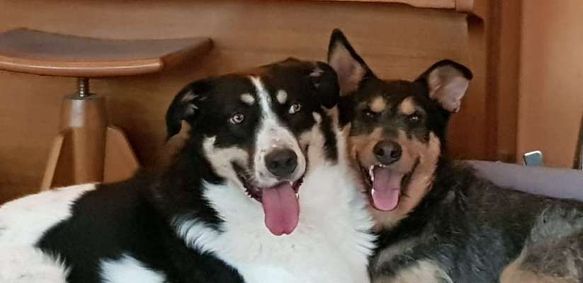 Mischlinge - wo habt Ihr Eure gefunden?-Beitrag-Bild