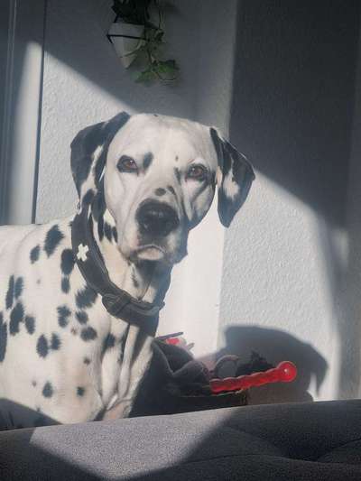 Hundetreffen-Treffen in Dassendorf und Umgebung-Bild