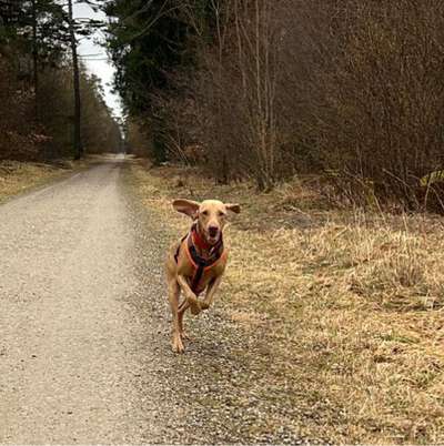 Hundetreffen-Gassi/Spielen im Perlacher Forst München-Bild
