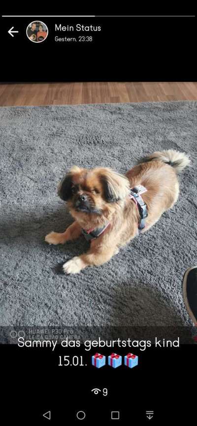 Wo habt ihr eure Hunde her ?-Beitrag-Bild