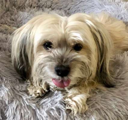 Zeigt mir die tollste Nahaufnahme von eurer Fellnase-Beitrag-Bild