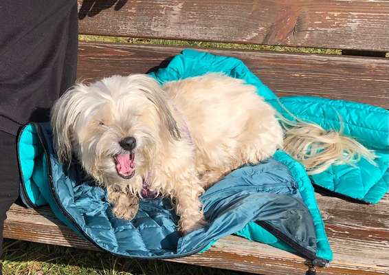 Havaneser dabei?:)-Beitrag-Bild