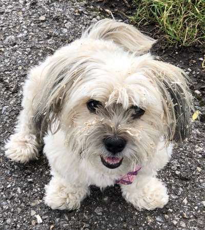 Challenge 23 : "  Euer Hund beim Frühlingserwachen "-Beitrag-Bild