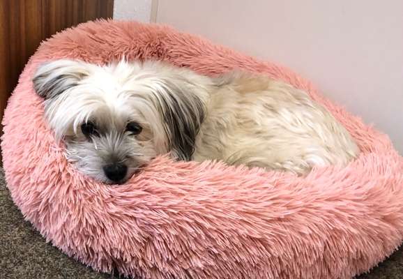 Havaneser dabei?:)-Beitrag-Bild