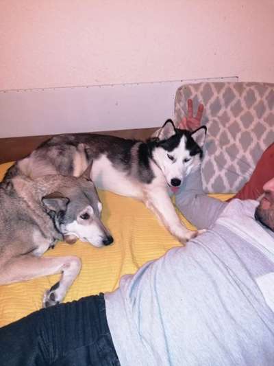 Nordische Hunde-Beitrag-Bild