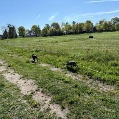 Hundetreffen-Welpentreff-Bild