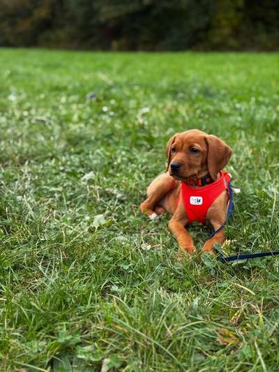 Hundetreffen-Welpen Treffen in Bad Homburg-Bild