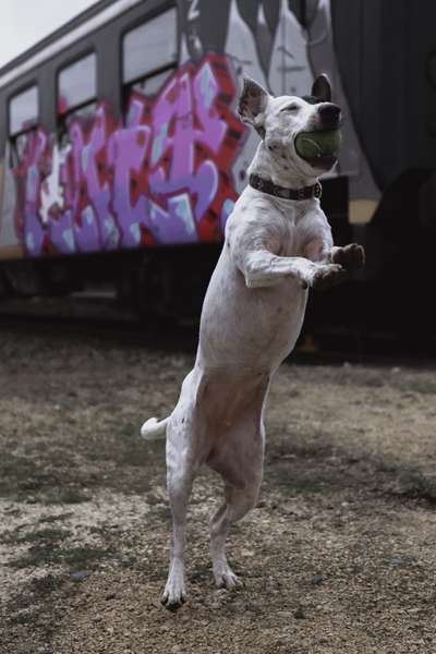 45. Handy - Foto - Challenge-Beitrag-Bild