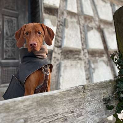 Hundetreffen-Leinenführigkeitstraining-Bild