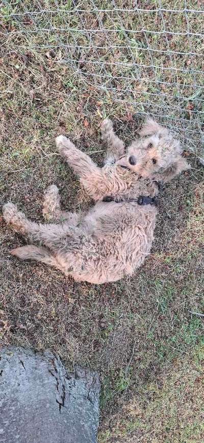 Hundetreffen-Welpentreffen, freilaufend am Maar 54550/54552-Bild