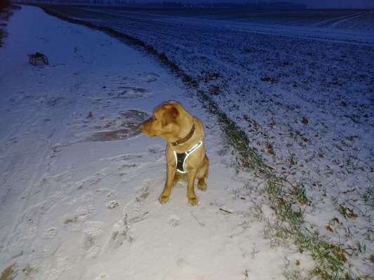 Labradorfans-Beitrag-Bild