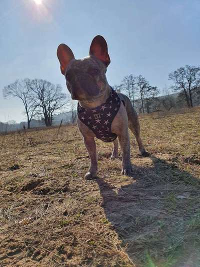 Französische Bulldoggen-Beitrag-Bild