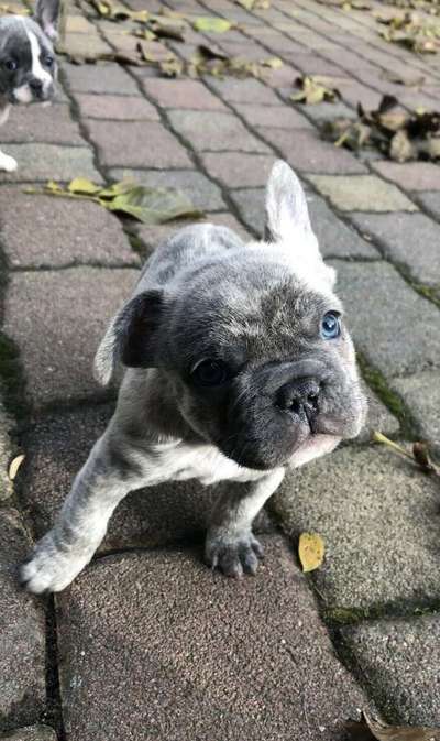 Als Welpen sind sie alle noch süßer-Beitrag-Bild