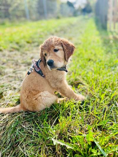 Hundetreffen-Gassi und Spielfreunde gesucht🐾-Bild