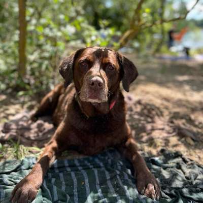 Hundetreffen-Gassi gehen in Weinsberg.-Bild