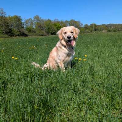 Hundetreffen-Erster Spiel-Freund gesucht-Bild