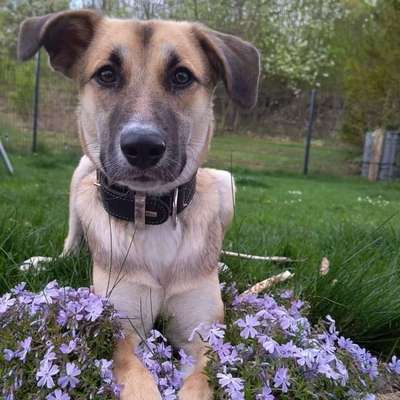 Hundetreffen-Souveräner Spiel- und Gassipartner gesucht-Bild