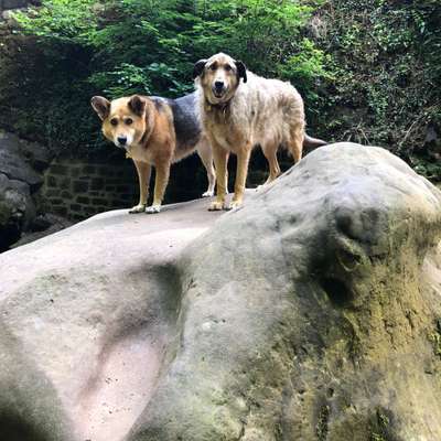 Hundetreffen-Hundewanderungen