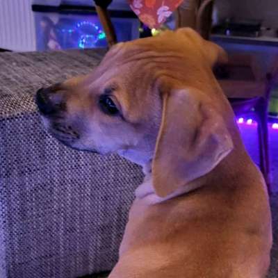 Hundetreffen-Welpentreffen Zittau