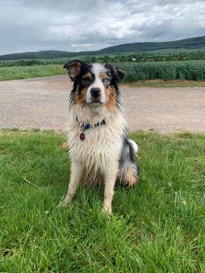 grumpy dog 😅-Beitrag-Bild