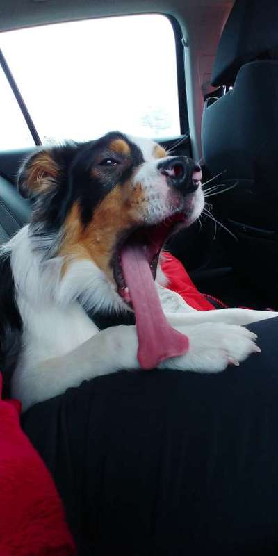 Dogorama Photo Challenge - Dein Hund beim Gähnen-Beitrag-Bild