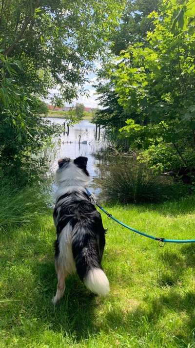 Dogorama Photo Challenge - Zufallsfund beim Gassi-Beitrag-Bild