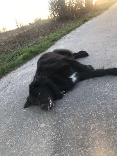 Mischlinge raten - Rätselspaß-Beitrag-Bild