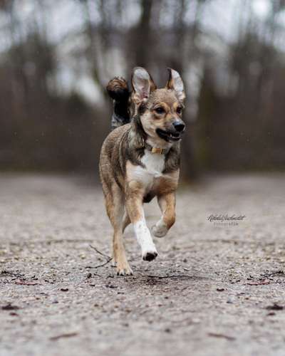 Hunderunde-Beitrag-Bild