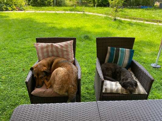 Zeigt her; eure "zu gross geratenen Schosshunde"-Beitrag-Bild