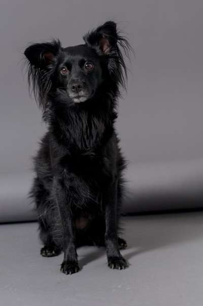 TierschutzhundeStammtisch🐕-Beitrag-Bild