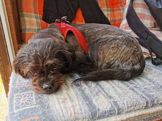 TierschutzhundeStammtisch🐕-Beitrag-Bild