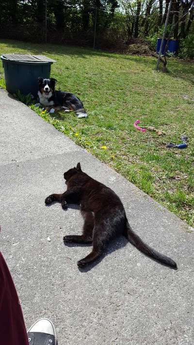 Hund und Katz Momente-Beitrag-Bild