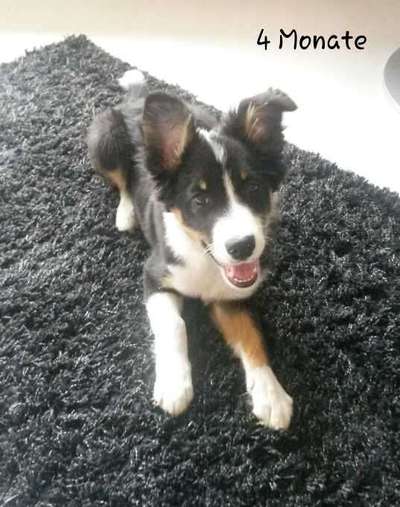 Als Welpen sind sie alle noch süßer-Beitrag-Bild