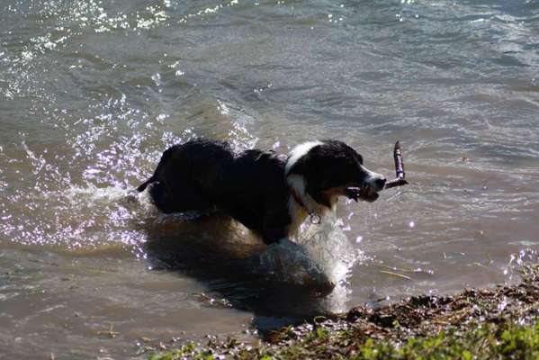 Dogorama-Monats-Challenge-Mai "Wasser"-Beitrag-Bild