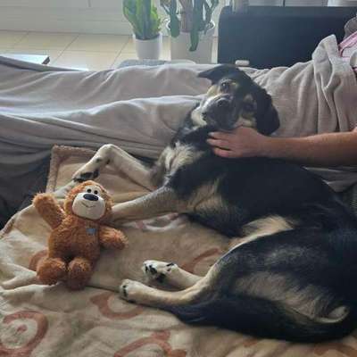 Hundetreffen-Spieltreffen-Bild