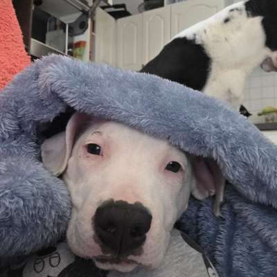 Hundetreffen-Chemnitz glösa-Bild