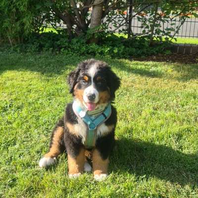 Hundetreffen-Spielpartner gesucht