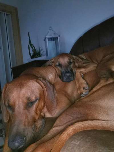 Rhodesian Ridgeback-Beitrag-Bild