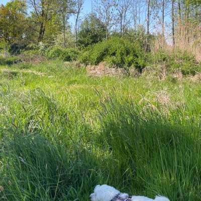 Hundetreffen-Spaziergänge-Bild